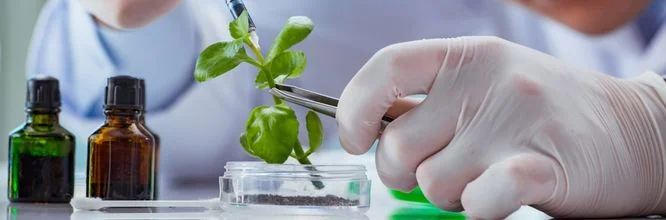 Contributi delle biotecnologie nell'industria alimentare